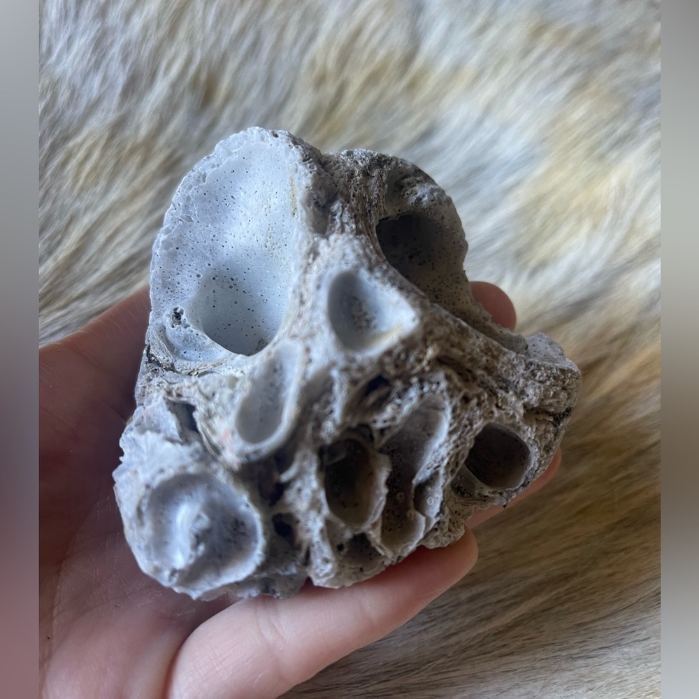 California coral reef rock shells ocean chunk decor